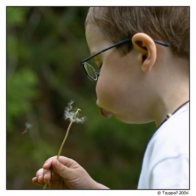 Dandelion 2*by Teapot