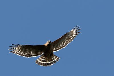7th PlaceScreeching Hawk *
