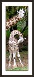 * Giraffes by Lonnit Rysher
