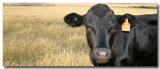 Hey You! * by Gayle