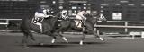 <b>Race is On*</b><br><font sige=3>by Tim Dahl</font>