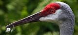 Portrait of a Sandhill Crane