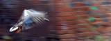 <b>Flying</b> *<br>by Phil M