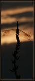 Watch sunset with me  <p> * Lev Bass