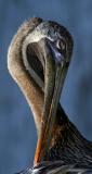 Pelican Coquette (IMG_8692.jpg)