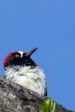 Fluffy, filled with aspirations!<br><i>Michael Soo</i>