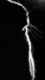 total eclipse ... *