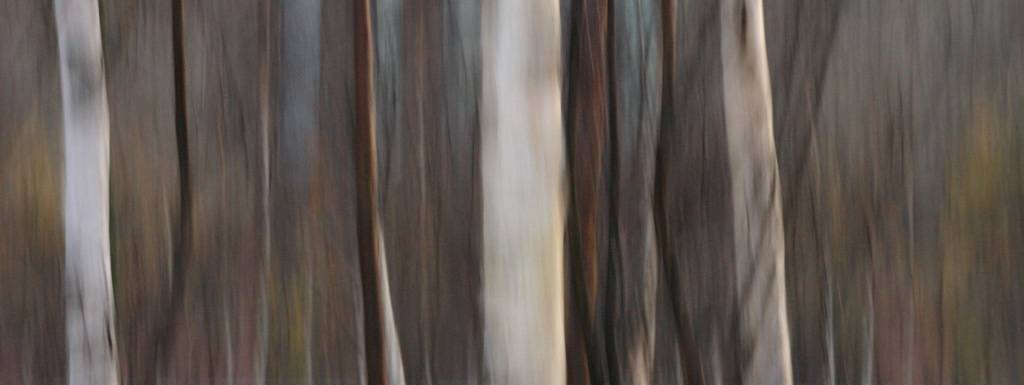 <b>Birch</b>*<br><font size=-1>Adam Clutterbuck</font>