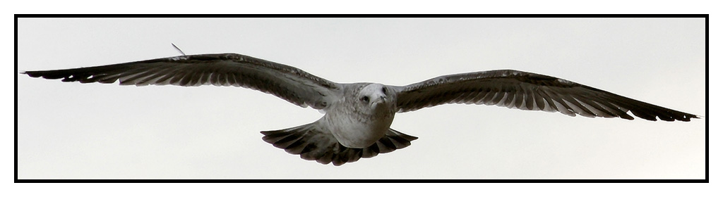 <B>Lining up for a landing</B><BR><FONT size=2>* by Earl Waud *</FONT>