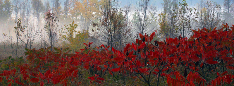 Foggy Morning at Oka Park