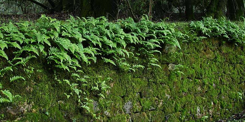 <B>Stone Wall*</B><BR>by Garrett Lau