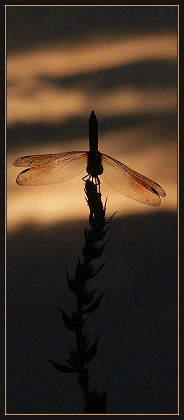 Watch sunset with me  <p> * Lev Bass