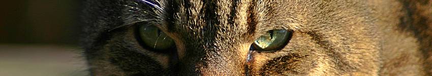 Watching You *<p>Craig Wanke