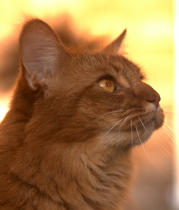 Figaro a.k.a The Figster, Fur Ball & Little Fella *