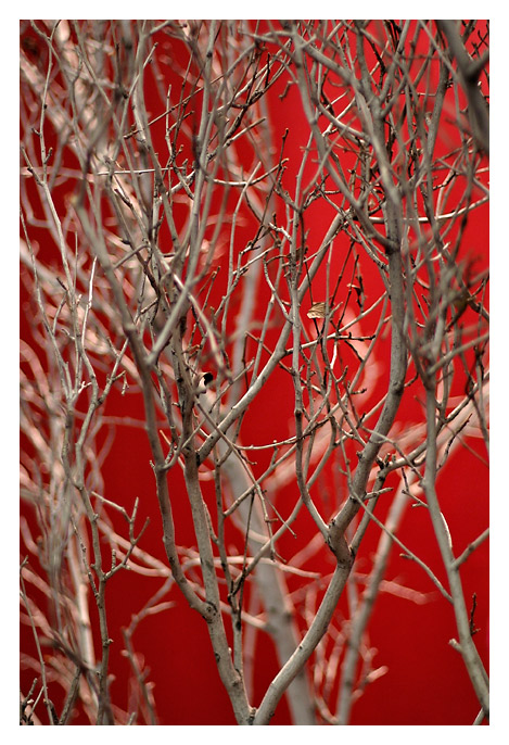 White Tree Red *