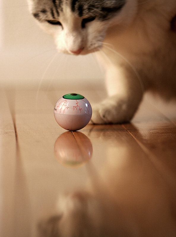 Staring Contest by CindyD*