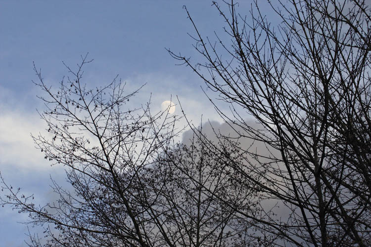 Moon in the Trees