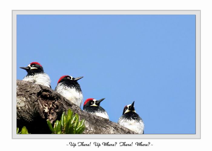 Up There!  Up Where??  There!!!  Where???<br><i>Michael Soo</i>