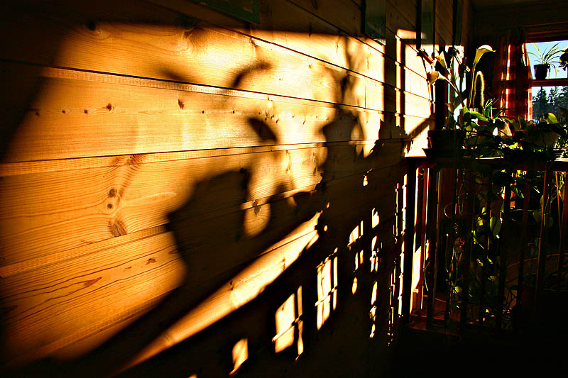 Shadows on the wall *