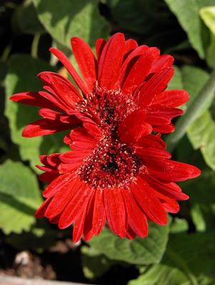 Conjoined Daisy