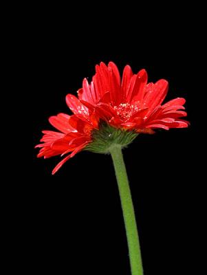 Conjoined Daisy