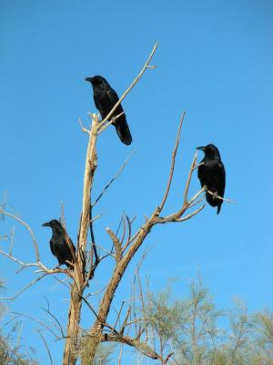 3 Raven