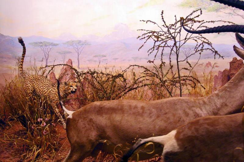 Savanna*