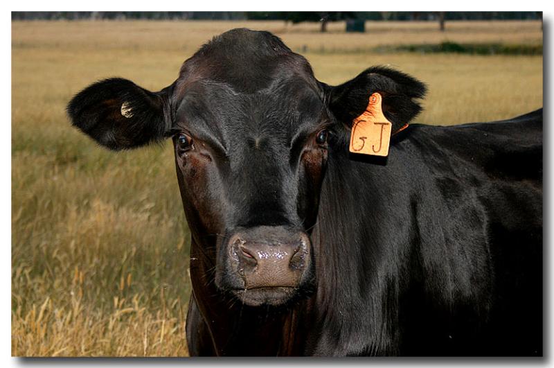 If you are buying a cow........