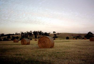 Summer Harvest *