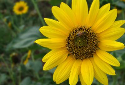 Sunflower *