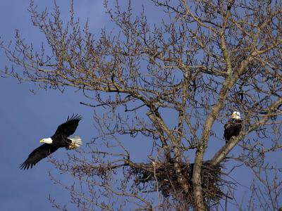 Soaring and Standing Guard*