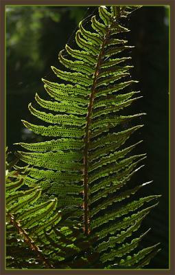 Spores*