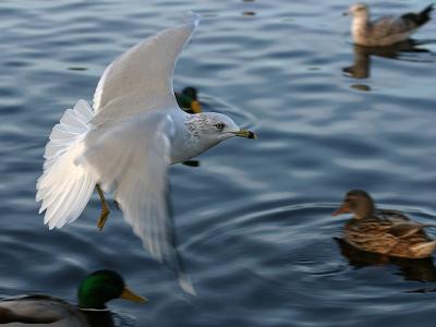 Seagull*