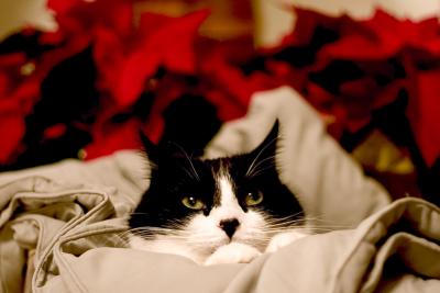 Spoiled (*)