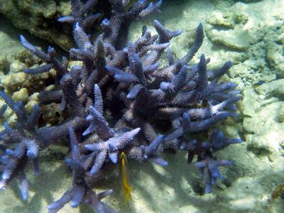 Stag Coral *