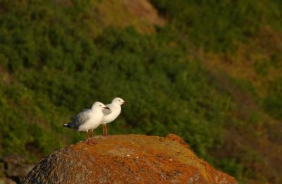 Seagulls at Sunset *