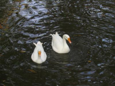SWAN