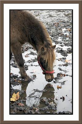 You can lead a horse to water but you can't make him drink *