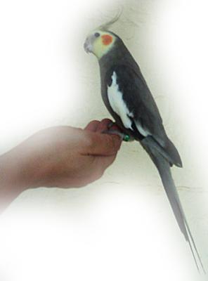 A Bird in the Hand *