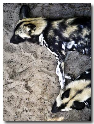 Let sleeping dogs lie (*)