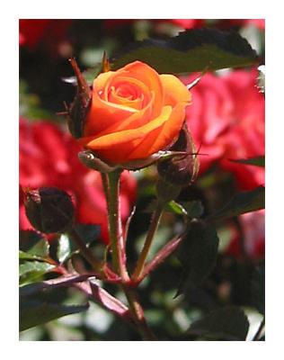 A Rose, is a rose, is a rose *