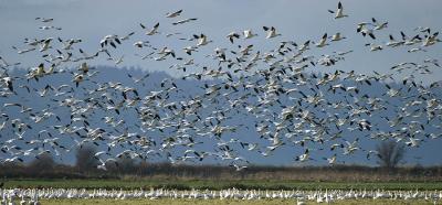 Birds of a Feather... Take Two