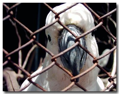 A beautiful bird is the only kind we cage.