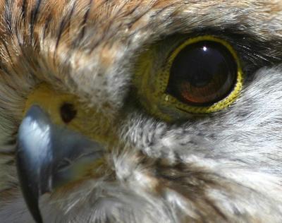 A bird's eye view *