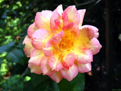 Tea Rose - Full Bloom*
