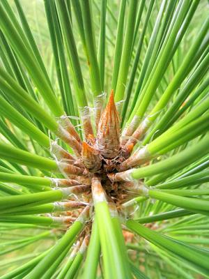 Scrub Pine Apical Bud *