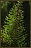 <B>Spores</B><BR>*