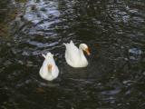 SWAN
