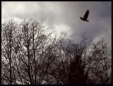 <B>No bird soars too high if he soars with his own wings</B>