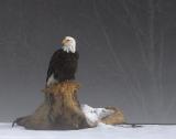 <B>In an eagle there is all the wisdom of the world</B> 3rd Place